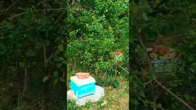 Информация по заказу маток. Наш нуклеусный парк #shorts #бакфаст #пчеловодство смотреть онлайн