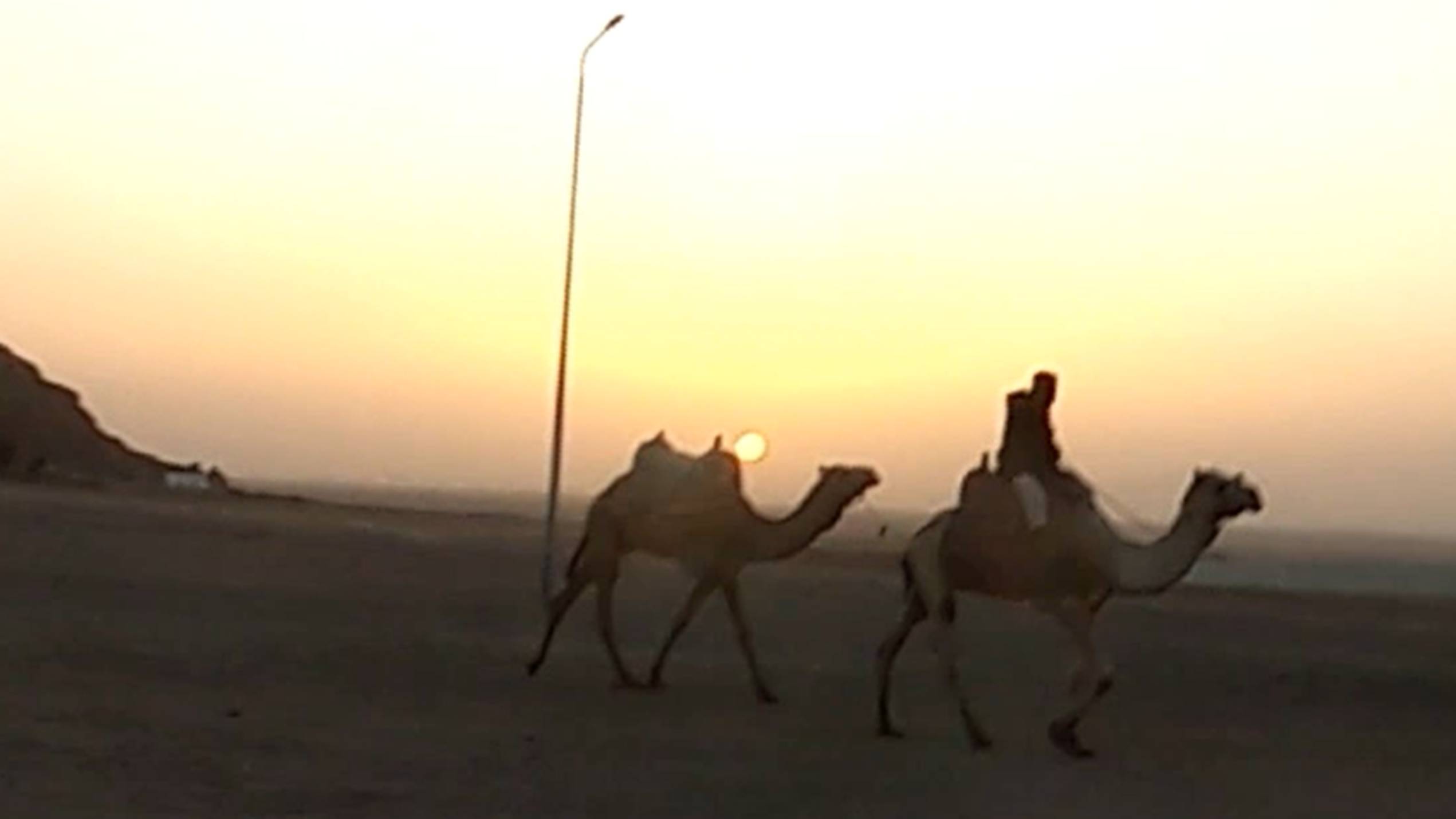 CAMELS TROPHY.