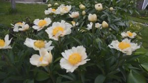 Пион Clair De Lune