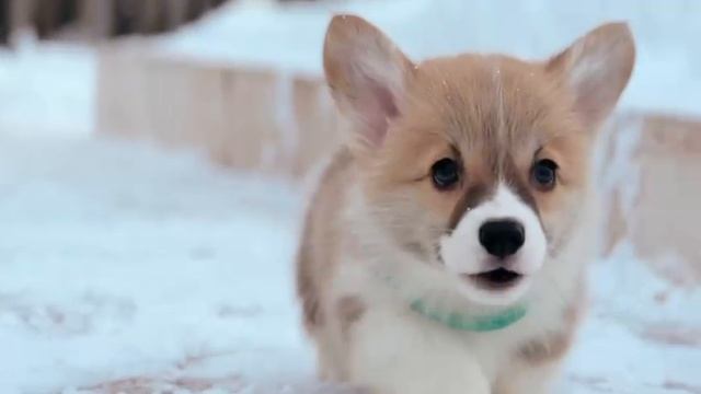 Девочки Вельш Корги пемброк смотреть онлайн