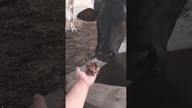 la vaquita 🐄🐂 смотреть онлайн
