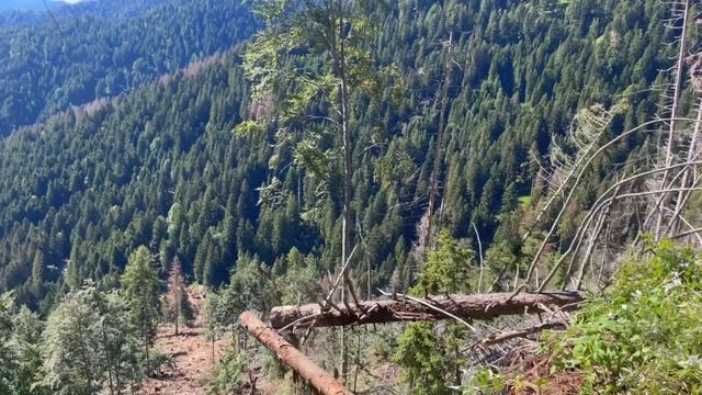 🌲 Forest Peg 🌲 Forest Gasparro VALENTINI V850 \ Cable Logging | MS 462 / смотреть онлайн