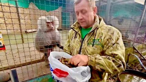 Этот гамадрил уже стал ЗВЕЗДОЙ Тайгана, его сам Олег Зубков кормит раками) смотреть онлайн