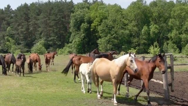 ИНТЕРЕСНЫЕ ФАКТЫ О ЛОШАДЯХ