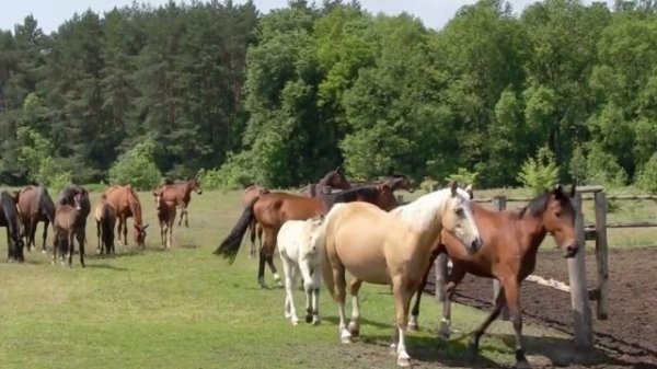 ИНТЕРЕСНЫЕ ФАКТЫ О ЛОШАДЯХ