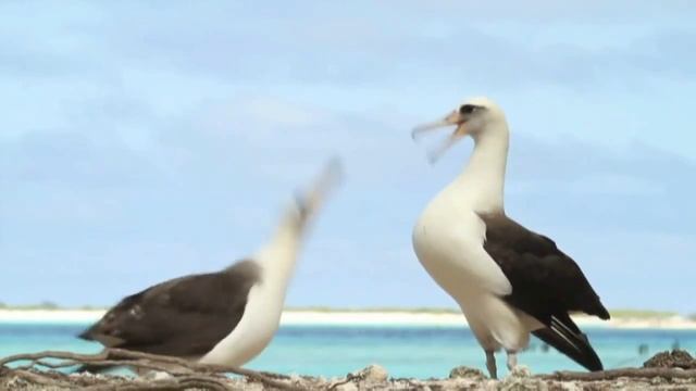 ALBATROSS OF CHICHO смотреть онлайн