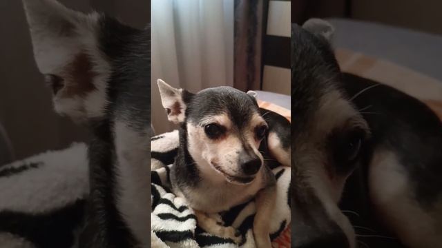 Мой Старичок Цезарь смотреть онлайн