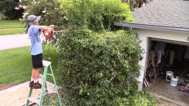 Trimming a large bush with a 6 blade brush cutter смотреть онлайн