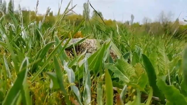 1.5 22/ 1мая,шашлык, братик, коровы, природа. ❤️🍖🌱 смотреть онлайн