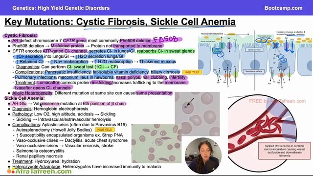 High Yield Genetic Disorders-3. Key Mutations Cystic Fibrosis & Sickle Cell Anemia atf смотреть онлайн