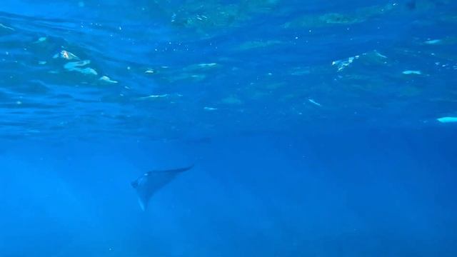 The Beauty of Nature: Snorkeling with Manta Rays - A Bucket List Experience смотреть онлайн