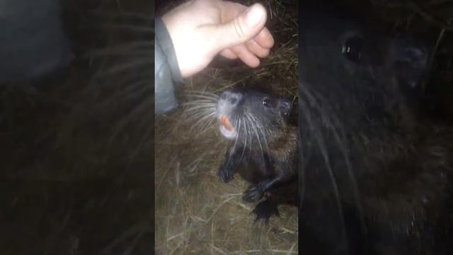 Нутрия любопытная смотреть онлайн