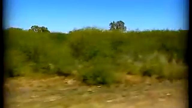 Mimosa bush awareness video - North West Weeds NSW смотреть онлайн
