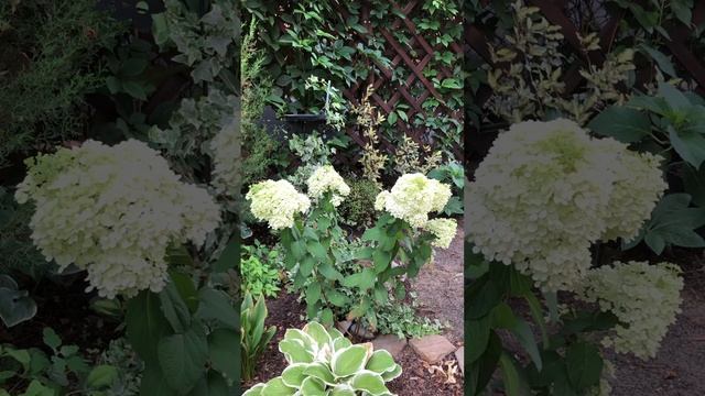 Метельчатые гортензии Литл Лайм и Бобо #цветы #цветники #сад #flowers смотреть онлайн