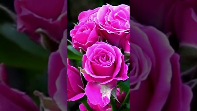 Фиолетовые розы. Дмитрий Шлапак смотреть онлайн