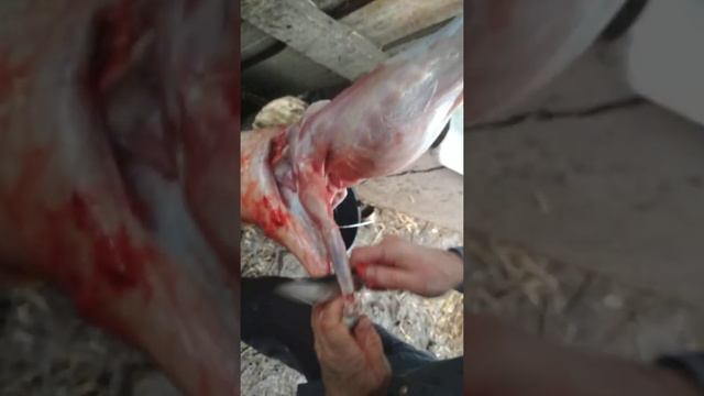 нож компании "Русский Булат" в работе. смотреть онлайн