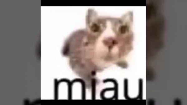 miau -- 1 ЧАС