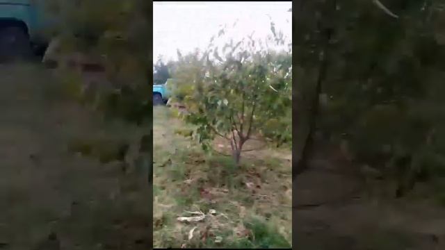 Молодильные яблоки смотреть онлайн