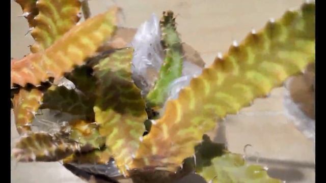Fangblatt Euphorbia stellata eine besondere Caudex bildende Euphorbien Pflanze смотреть онлайн