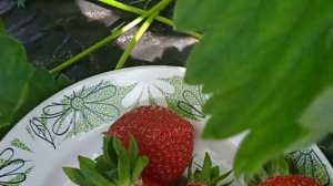 САНДРА, АРИАННА И ФЕДЕРИКА в средней полосе.Обзор по сортам.