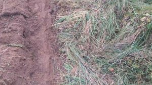 Шурф чешуи и зачем я собираю калину.