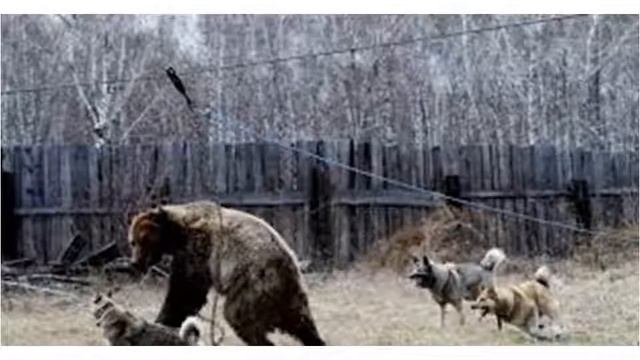 Контактная притравка смотреть онлайн