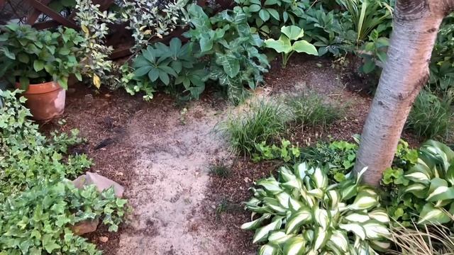 НЕПРЕРЫВНО ЦВЕТУЩИЙ ЮЖНЫЙ САД. 4 мая 2024. смотреть онлайн