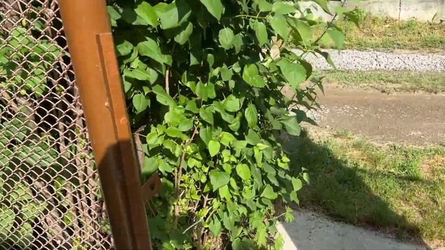 Скоро в отпуск на даче! Съёмка дроном и садовые дела перед заездом смотреть онлайн