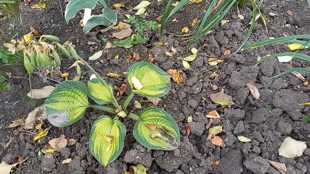 Самые стойкие сорта хост🪴🌱 смотреть онлайн