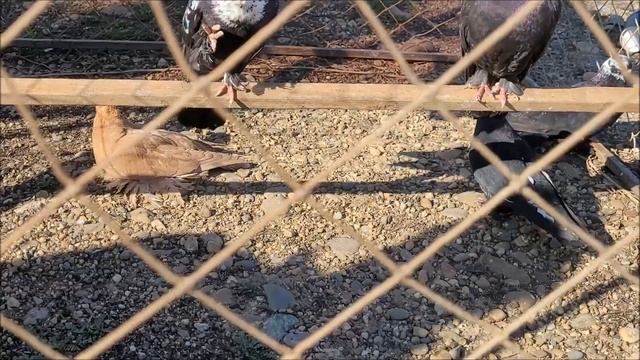 Краснодар 2 часть, ярмарка голубей декоративных птиц. смотреть онлайн