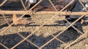 Краснодар 2 часть, ярмарка голубей декоративных птиц.