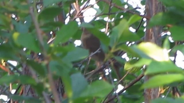 пение соловья в селе Ижевка смотреть онлайн