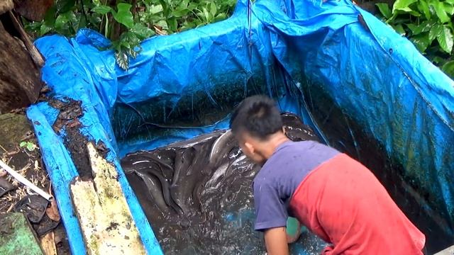Menguras/ Melakukan Pergantian Air Kolam Ikan Lele Agar Kesehatan tetap Terjaga смотреть онлайн