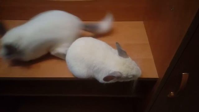 подмигивающая шиншилла/眨眼栗鼠/winking Chinchilla