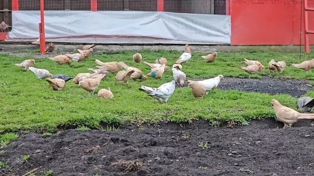 Голуби что будет дальше? смотреть онлайн