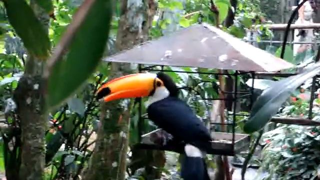 tucan_brazil.mpg смотреть онлайн