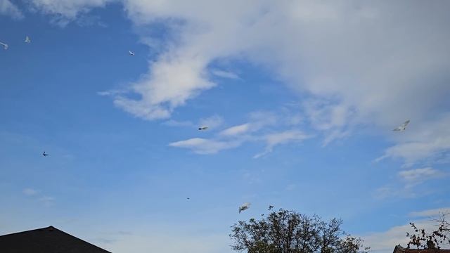 Сотня + белых голубей смотреть онлайн