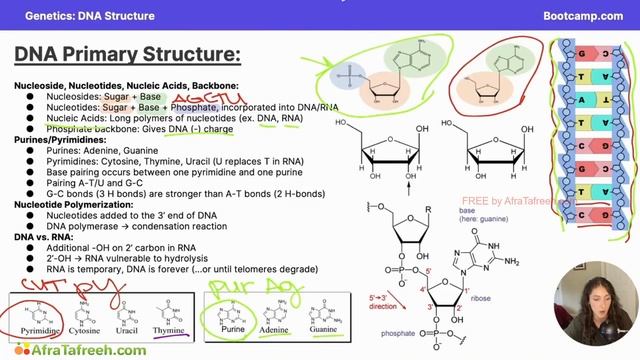 DNA Structure-3. DNA Primary Structure Atf