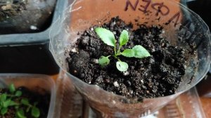 Пикирование рассады. Шалфей Пышный фиолетовый. 31.03.2024