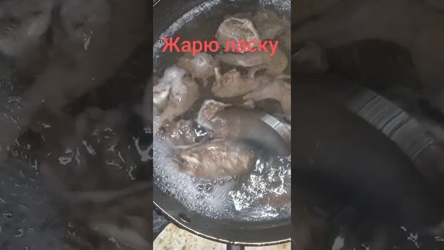 мясо ласки горностай смотреть онлайн