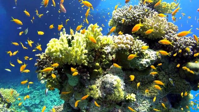 🎵Гигантские морские черепахи плавают в коралловых рифах #blackcatmajk #sleepmusic #turtles смотреть онлайн