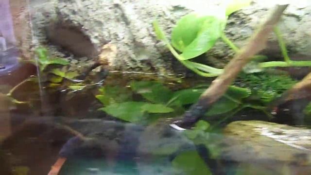 bac Neurergus kaiseri смотреть онлайн