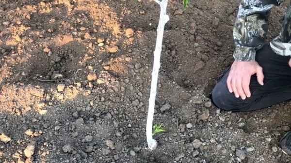 САЖЕНЦЫ ПЕРСИКА НЕ ПРИЖИВАЮТСЯ... Что делать ???