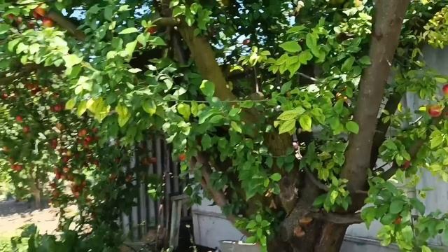 Картопля ЕВОЛЮШЕН і ТОРНАДО.Яка краща? смотреть онлайн