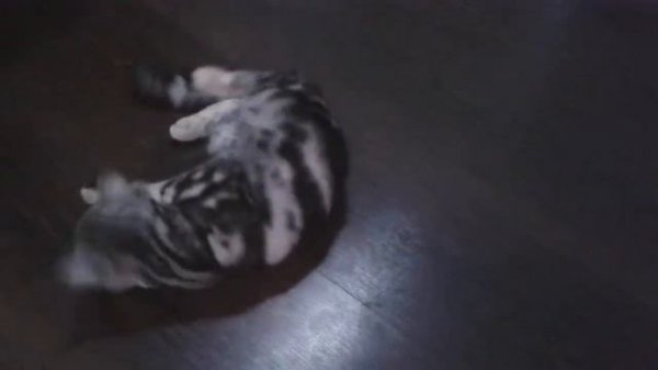 кот Маркиз как собака виляет хвостом