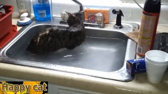 Кошка и вода