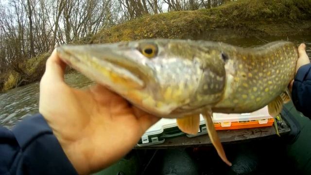 ДВА ТРОФЕЯ В КОНЦЕ ОСЕНИ \ Щука на джиг \  #спиннинг  #щука #щуканаджиг