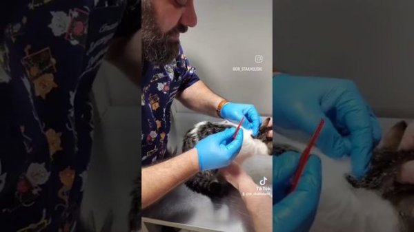 Как обработать каплями на холку