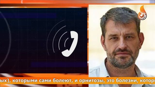 ❓НУЖНО ЛИ КОРМИТЬ ПТИЦ ЗИМОЙ смотреть онлайн