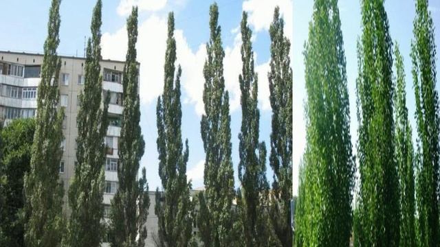 Тополёнок смотреть онлайн